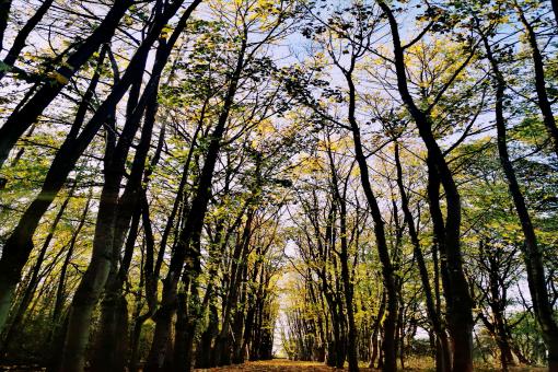 Path Through the Trees - Free Stock Photo