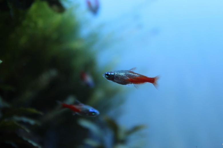 Free stock image of Goldfish in Tank created by hassan