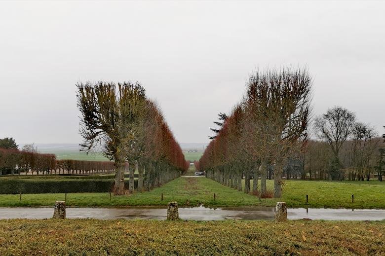 Free stock image of Row of Trees created by hassan