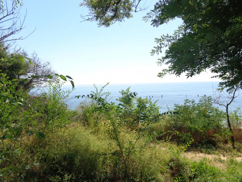 Free stock image of Sea View Behind Trees and Bushes created by Elizabeth Wallace