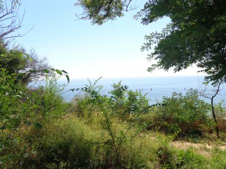 Sea View Behind Trees and Bushes - Free Stock Photo