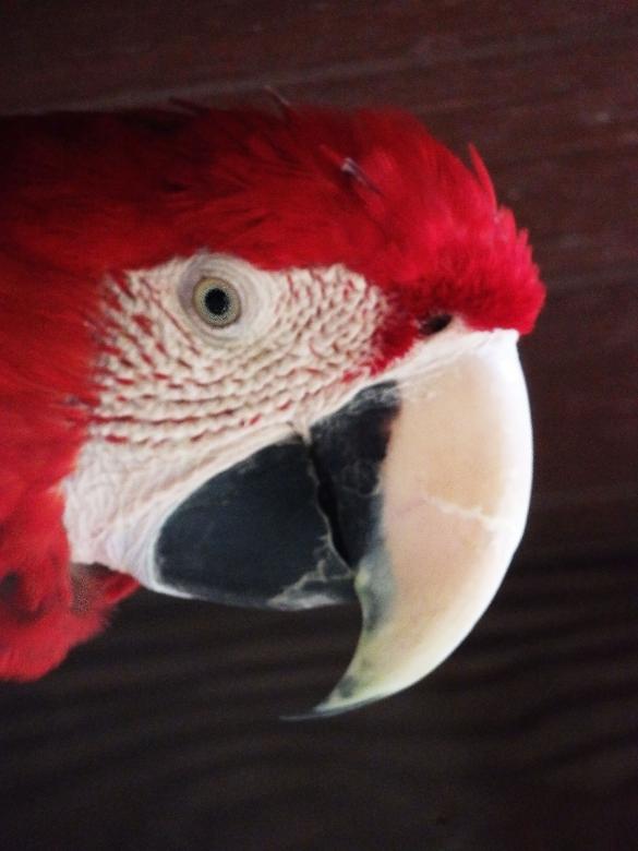 Free stock image of Scarlet Macaw - Closeup created by sylvester alphonso