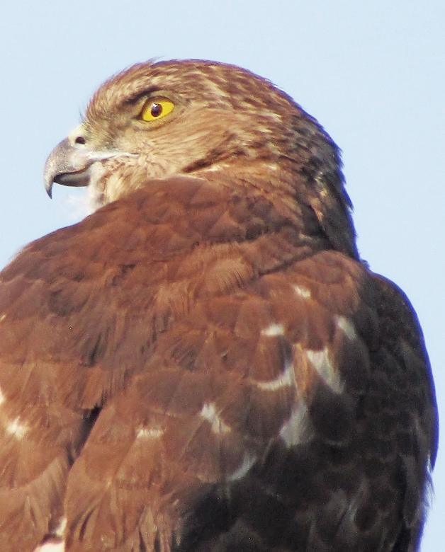 Free stock image of Bonellis Eagle created by sylvester alphonso
