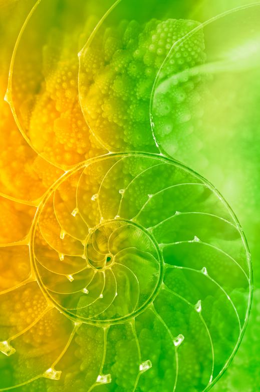 Free stock image of Nautilus Romanesco created by Nicolas Raymond