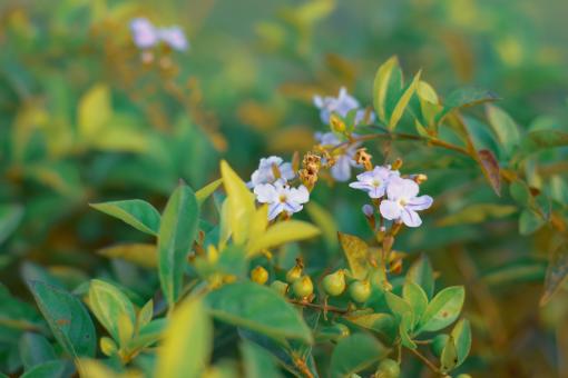 Beautiful Small Flowers - Free Stock Photo