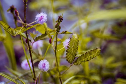 Purple Small Flowers on Tree - Free Stock Photo
