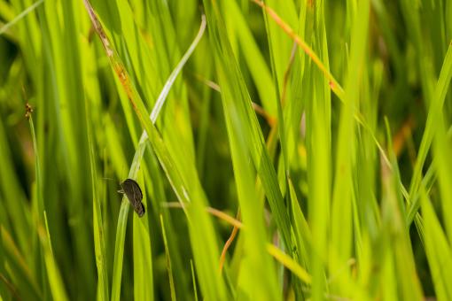 Green Grass Blades - Free Stock Photo