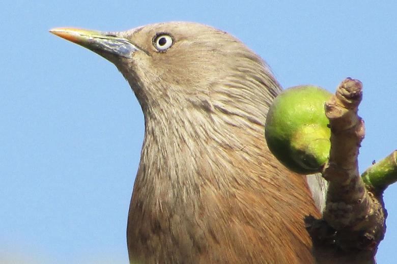 Free stock image of Chestnut Tailed Starling created by sylvester alphonso