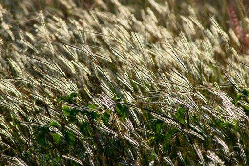 Grass Field Background - Free Stock Photo