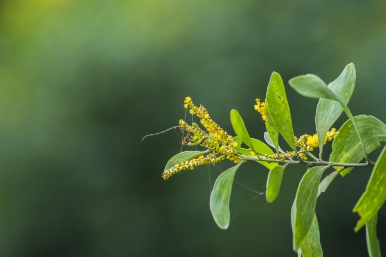 Free stock image of Yellow Tree Branch Closeup created by Akash Kumar Nayak