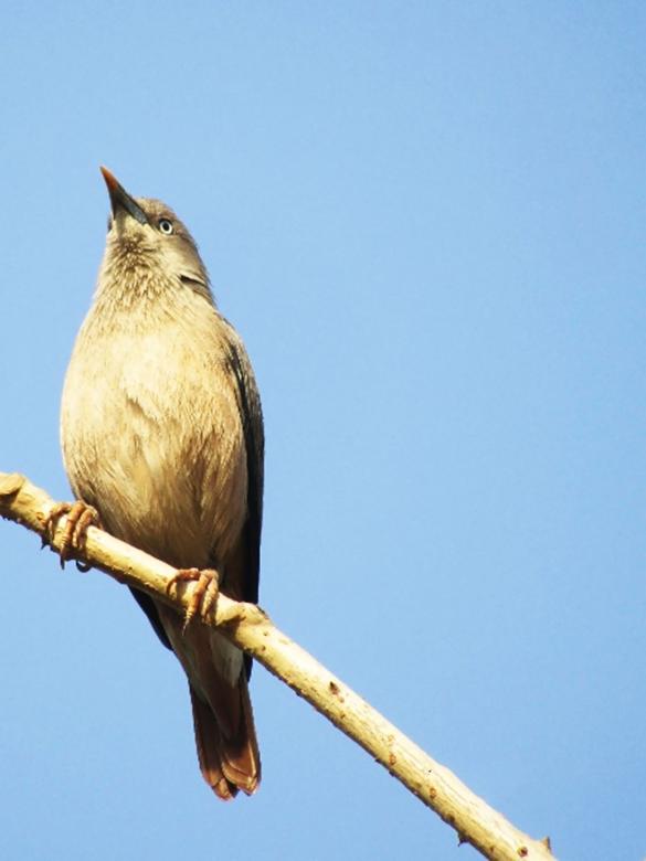Free stock image of White Headed Starling created by sylvester alphonso
