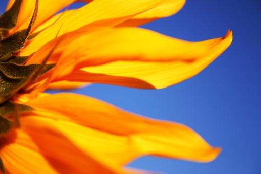 Yellow Sunflower Petals Closeup
