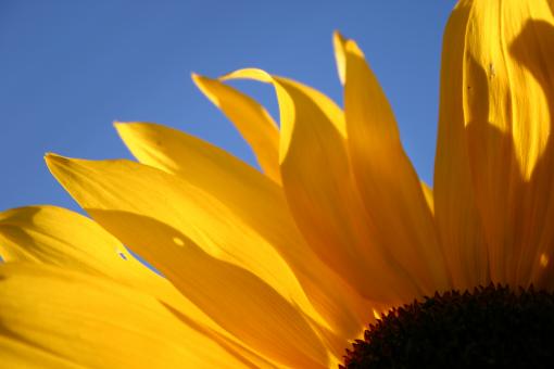 Sunflower Closeup