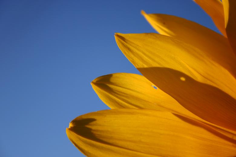 Free stock image of Sunflower Closeup - Blue Sky created by HappyEnd