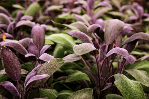Purple Flowers and Leaves Background