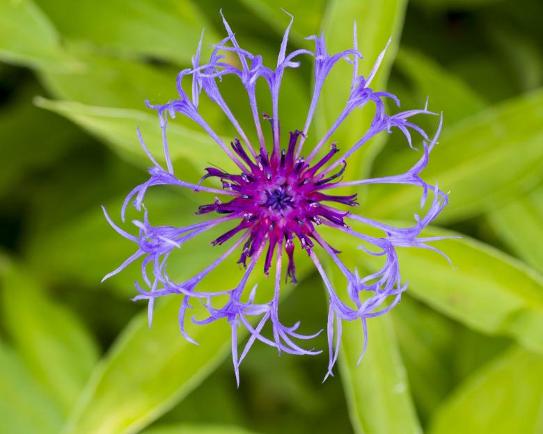 Free stock image of Mountain Bluet created by Geoffrey Whiteway