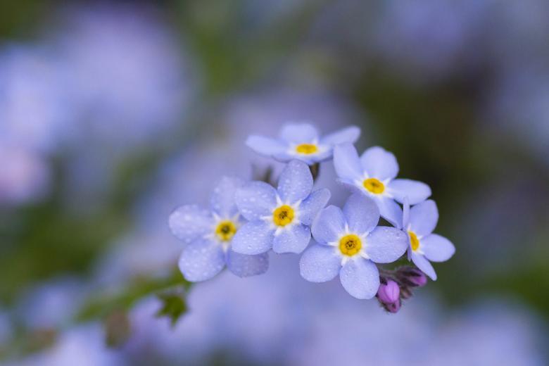 Free stock image of Forget Me Not created by Geoffrey Whiteway
