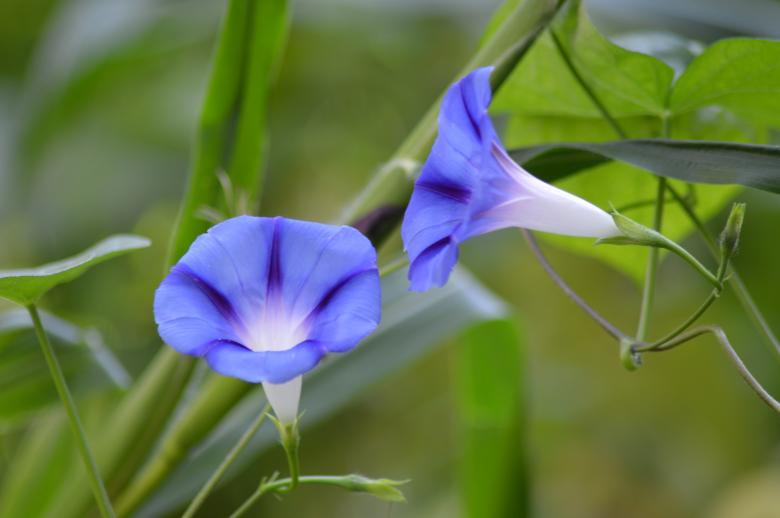Free stock image of Blooming Flowers in Winter Morning created by Aye You Brothers