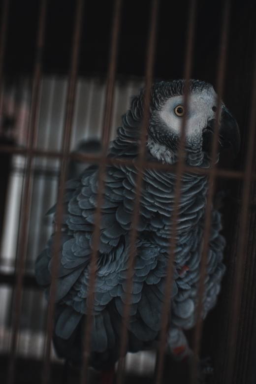 Free stock image of Caged Grey Parrot created by Muhammad Murtaza Ghani