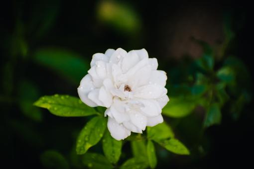 The Mogra Flower - Free Stock Photo