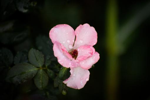 Pink Mogra Flower - Free Stock Photo