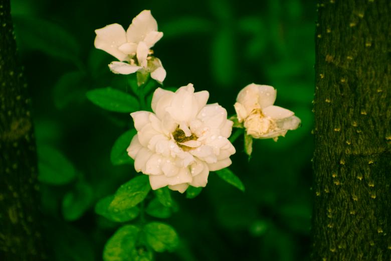 Free stock image of Jasminum Sambac Flower created by Muhammad Murtaza Ghani