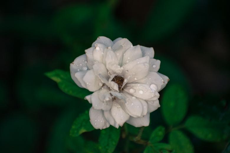 Free stock image of Wet Mogra Flower created by Muhammad Murtaza Ghani