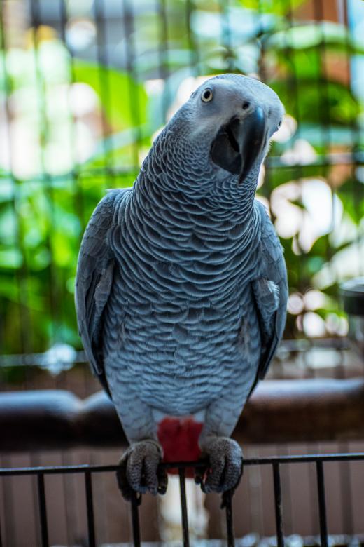 Free stock image of Grey Parrot created by Muhammad Murtaza Ghani