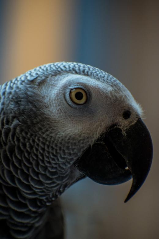 Free stock image of Grey Parrot Close Up created by Muhammad Murtaza Ghani