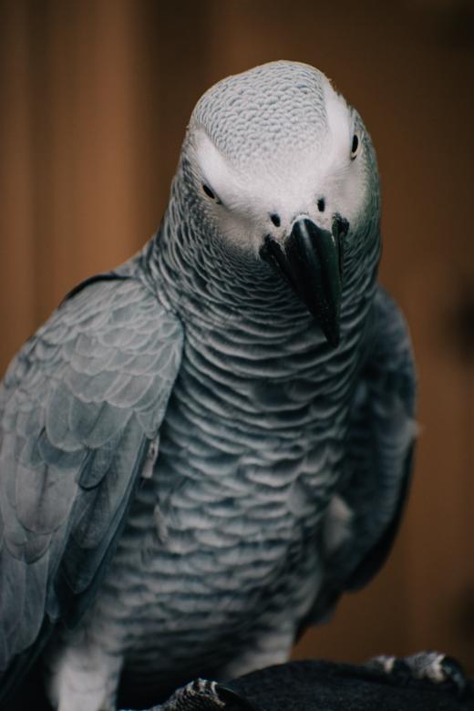 Free stock image of Grey Parrot Bird created by Muhammad Murtaza Ghani