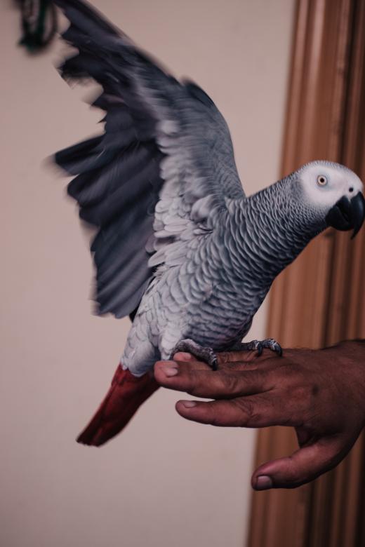Free stock image of Grey Parrot on Hand - Flapping Wings created by Muhammad Murtaza Ghani