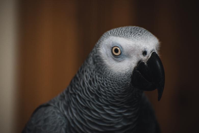 Free stock image of Grey Parrot Profile created by Muhammad Murtaza Ghani