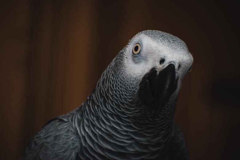 Free stock image of Grey Parrot Looking Into Camera created by Muhammad Murtaza Ghani