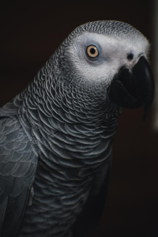 Free stock image of Grey Parrot - Closeup created by Muhammad Murtaza Ghani