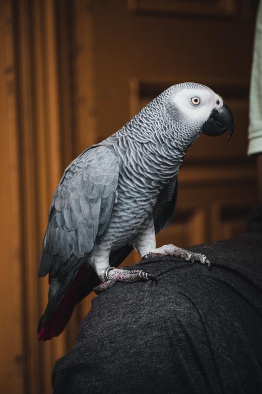 Free stock image of Grey Parrot on Shoulder created by Muhammad Murtaza Ghani