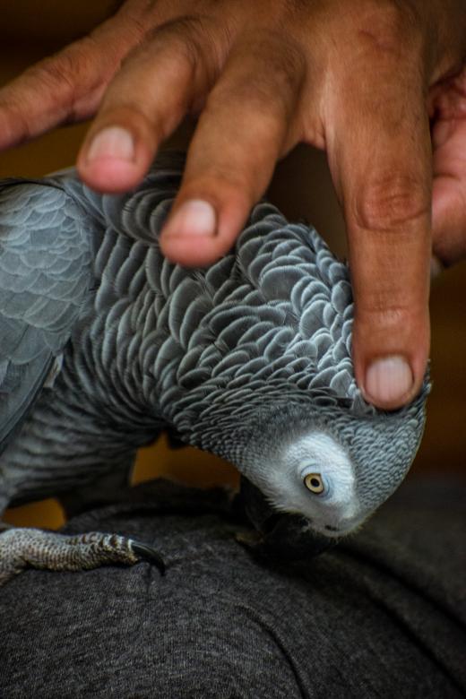 Free stock image of Petting a Grey Parrot created by Muhammad Murtaza Ghani