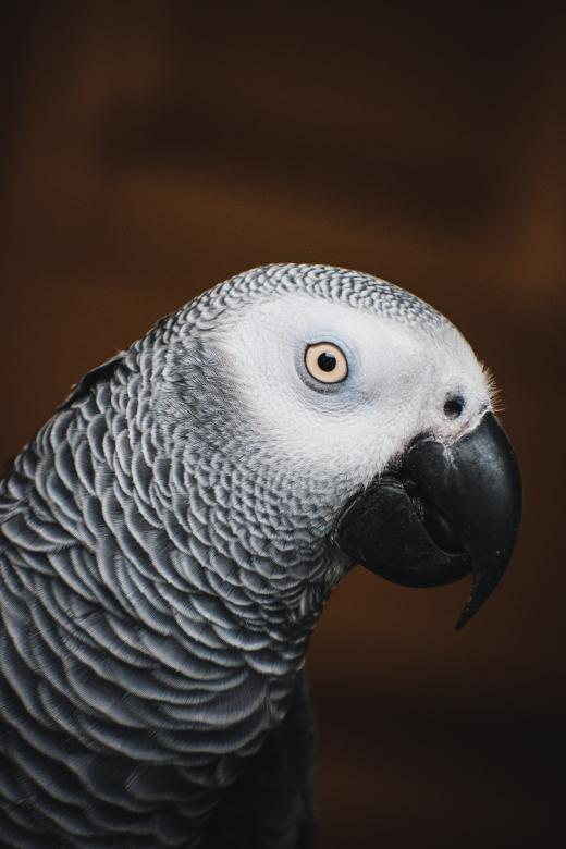 Free stock image of Eye of Grey Parrot created by Muhammad Murtaza Ghani