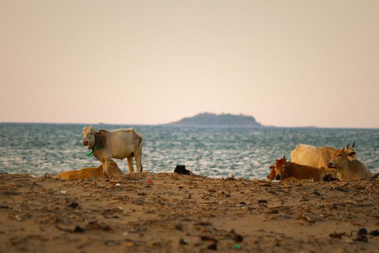 Free stock image of Cow by the Sea created by mohamed aslam