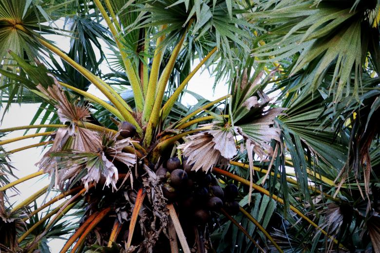 Free stock image of Fresh Fruit on Asian Palmyra Palm created by mohamed aslam