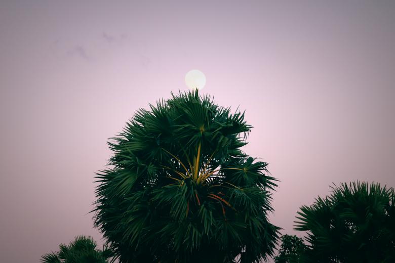 Free stock image of A lonely Palmyra palm tree against overcast sky created by mohamed aslam