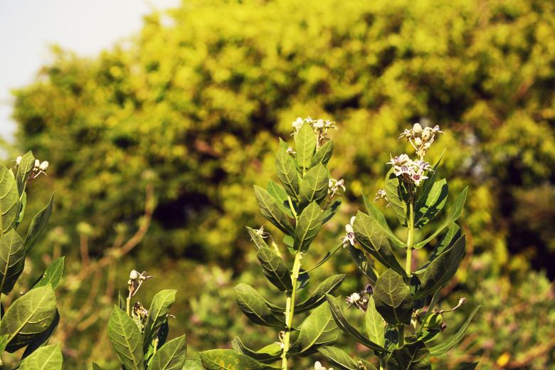 Free stock image of Green Shrubs and Trees created by mohamed aslam