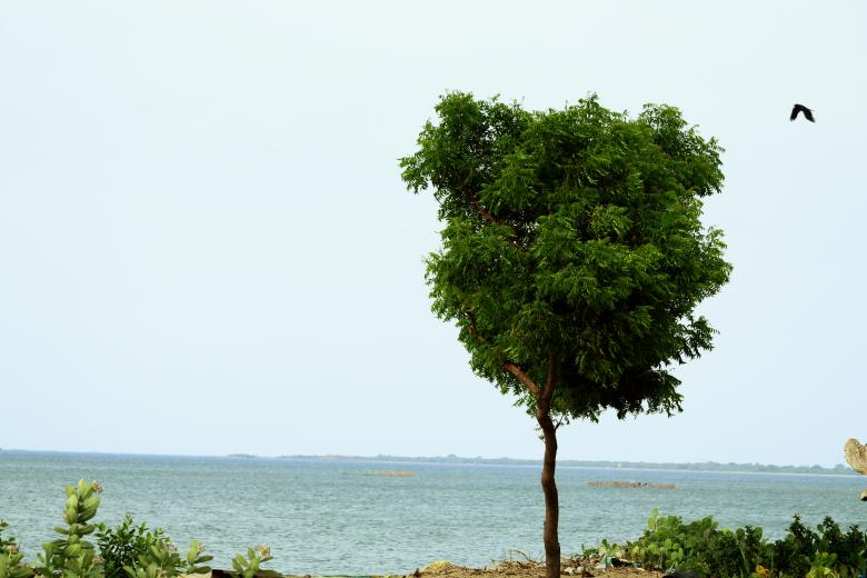 Free stock image of Plant by the Coast created by mohamed aslam