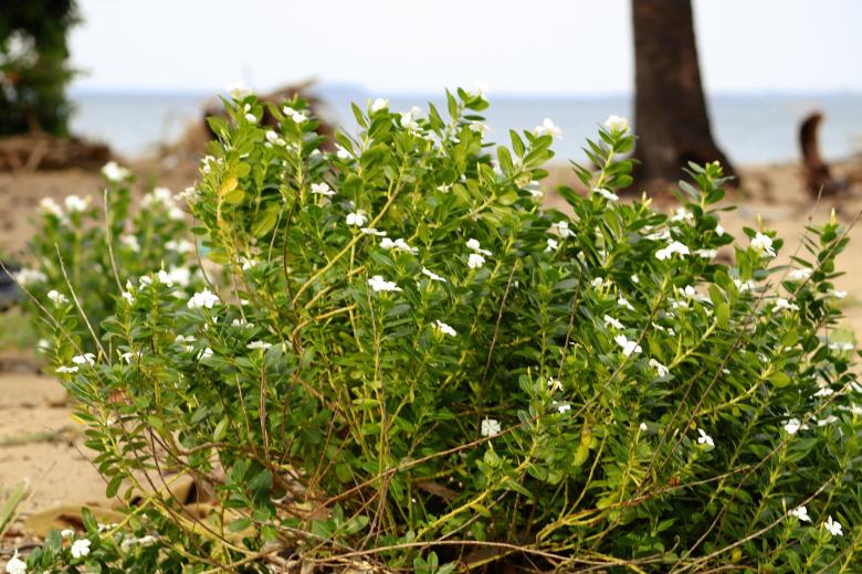 Free stock image of Seaside plant with a large beach in the background created by mohamed aslam