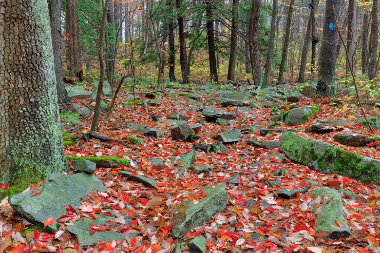 Free stock image of Rugged Autumn Linn Forest created by Nicolas Raymond