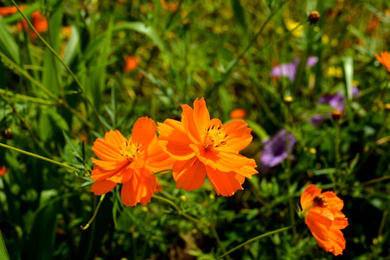 Free stock image of Bright Orange Flowers created by kajol chowdhury