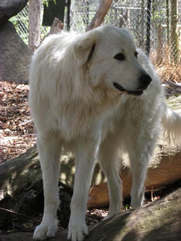 Free stock image of A friendly golden retriever created by Michiru Maeda