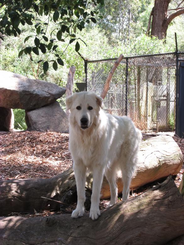 Free stock image of White golden retriever created by Michiru Maeda