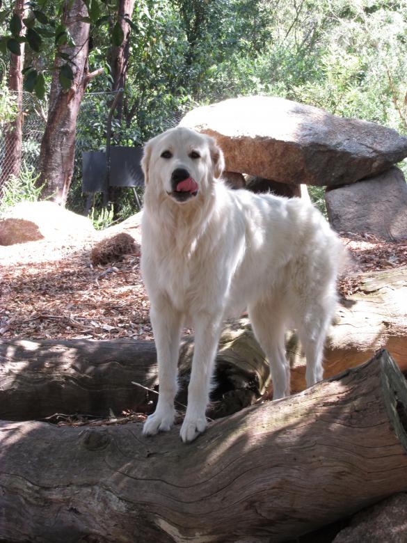 Free stock image of A white golden retriever created by Michiru Maeda
