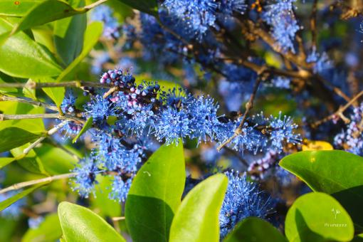 Free Stock Photo of Blue Small Flowers and Green Leaves