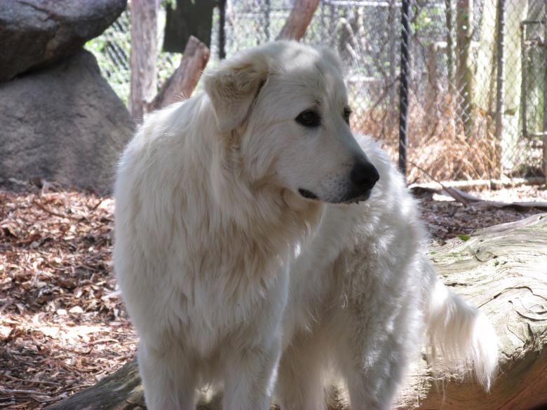 Free stock image of White Dog - Golden Retriever created by Michiru Maeda